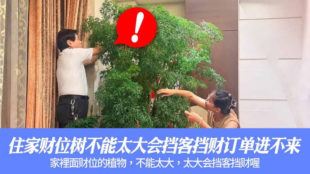 住家财位树不能太大会挡客挡财订单进不来#阳宅风水权威#奇门遁甲