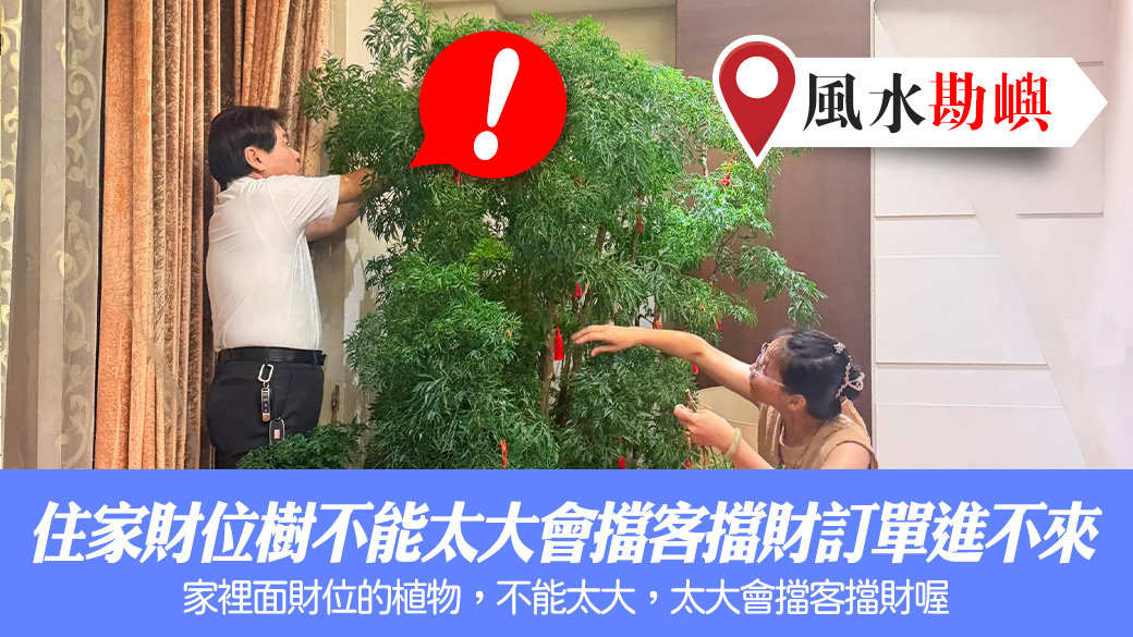 住家財位樹不能太大會擋客擋財訂單進不來#陽宅風水權威#奇門遁甲