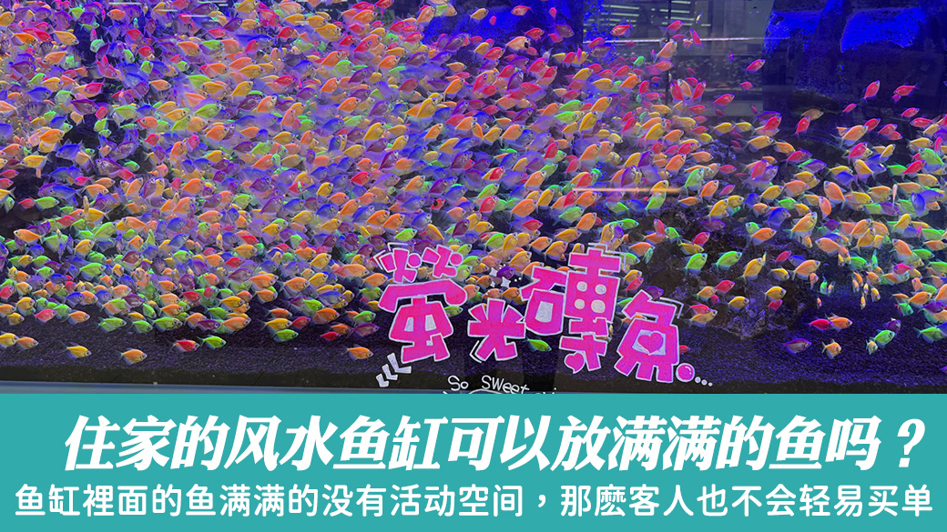 八字重要吗？住家的风水鱼缸可以放满满的鱼吗？ #算命 #公司命名#婴儿取名