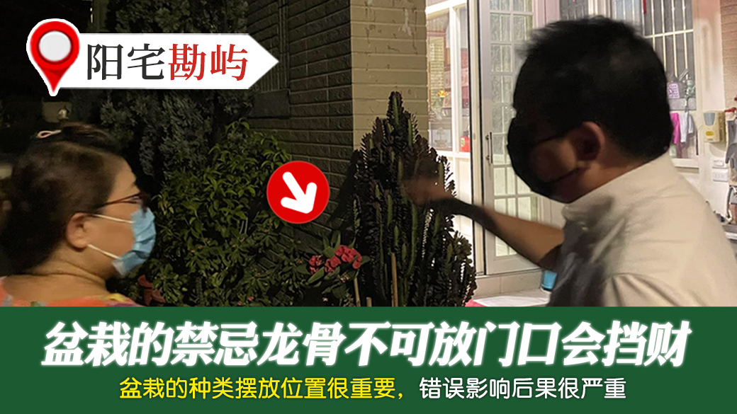 盆栽的禁忌龙骨不可放门口会挡财---张定玮老师风水勘屿