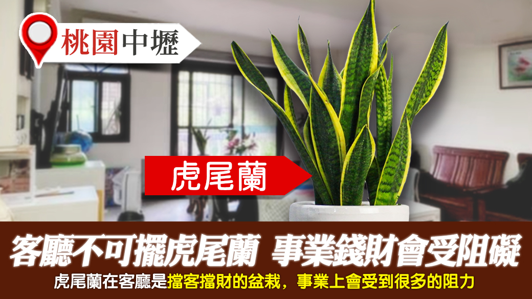 桃園中壢-客廳不可擺虎尾蘭事業錢財會受阻礙---張定瑋老師風水勘嶼