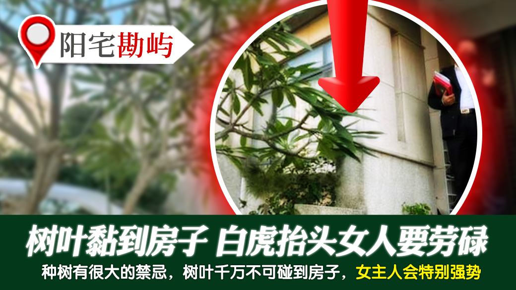 树叶黏到房子白虎抬头女人要劳碌---张定玮老师风水勘屿