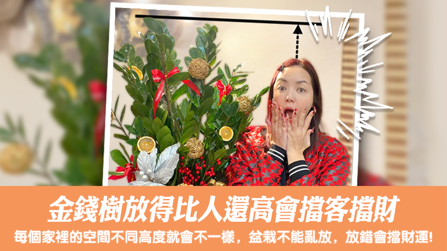 金錢樹放得比人還高會擋客擋財#陽宅陰宅風水堪輿張老師